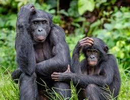 Safaris Bonobos
